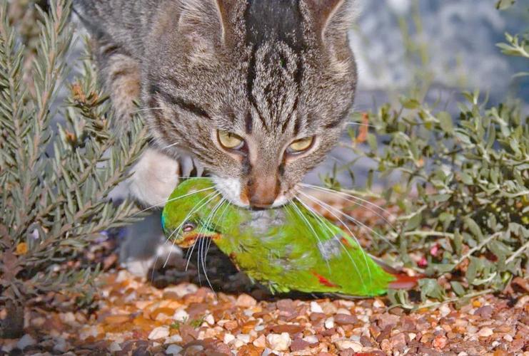 野猫不吃不喝能活几天_猫咪缺水致命快,拒食拒水要当心! 野猫不吃不喝能活几天_猫咪缺水致命快,拒食拒水要当心!