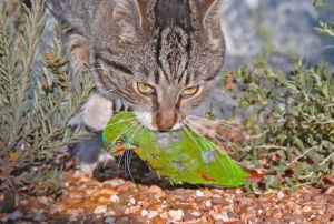 野猫不吃不喝能活几天_猫咪缺水致命快，拒食拒水要当心！