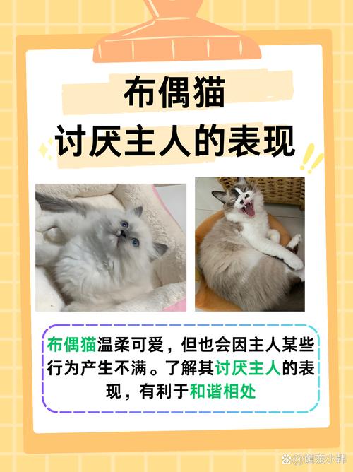 猫被送走会恨主人吗_成年猫被送走易失落,需时间适应新环境,耐心关爱重建信任 猫被送走会恨主人吗_成年猫被送走易失落,需时间适应新环境,耐心关爱重建信任