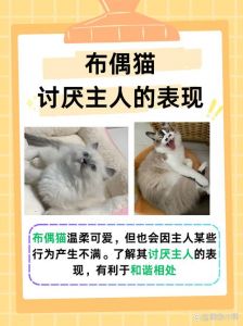 猫被送走会恨主人吗_成年猫被送走易失落，需时间适应新环境，耐心关爱重建信任