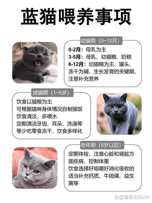 6-12月幼猫喂养方法_从母乳到科学喂养 6-12月幼猫喂养方法_从母乳到科学喂养