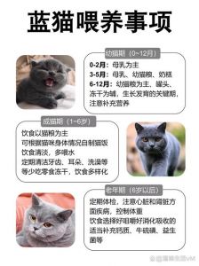 6-12月幼猫喂养方法_从母乳到科学喂养