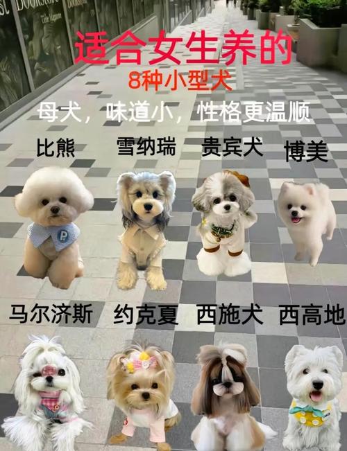 哪种狗掉毛少智商高_贵宾比熊雪纳瑞马尔济斯 哪种狗掉毛少智商高_贵宾比熊雪纳瑞马尔济斯