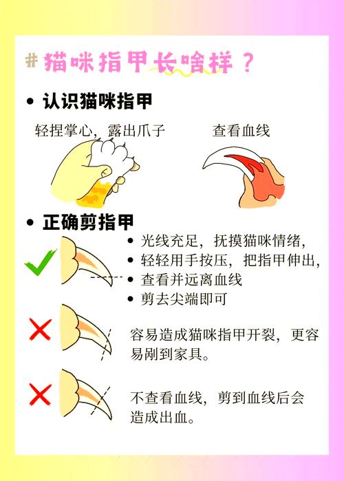 猫不剪指甲会怎么样_猫咪指甲要剪,防伤人又健康 猫不剪指甲会怎么样_猫咪指甲要剪,防伤人又健康