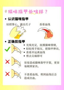 猫不剪指甲会怎么样_猫咪指甲要剪，防伤人又健康