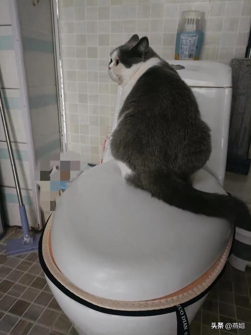 猫自己上厕所_选对猫砂盆,猫砂勤清理,猫咪上厕所不烦恼 猫自己上厕所_选对猫砂盆,猫砂勤清理,猫咪上厕所不烦恼
