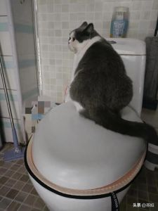 猫自己上厕所_选对猫砂盆，猫砂勤清理，猫咪上厕所不烦恼
