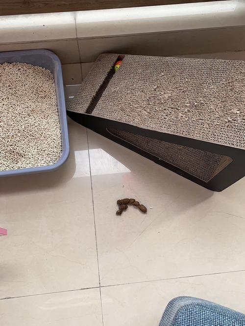 猫突然不在猫砂盆拉屎_猫咪不在猫砂盆?排查原因,耐心纠正! 猫突然不在猫砂盆拉屎_猫咪不在猫砂盆?排查原因,耐心纠正!