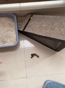 猫突然不在猫砂盆拉屎_猫咪不在猫砂盆？排查原因，耐心纠正！