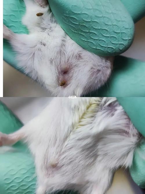 一线仓鼠公母参照图_看香腺乳头体型