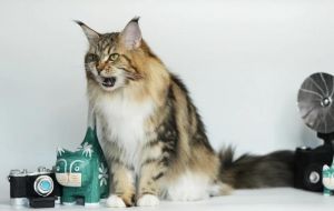 缅因猫会抓老鼠吗_忠诚粘人又独立，聪明大食量，适合有准备的家庭