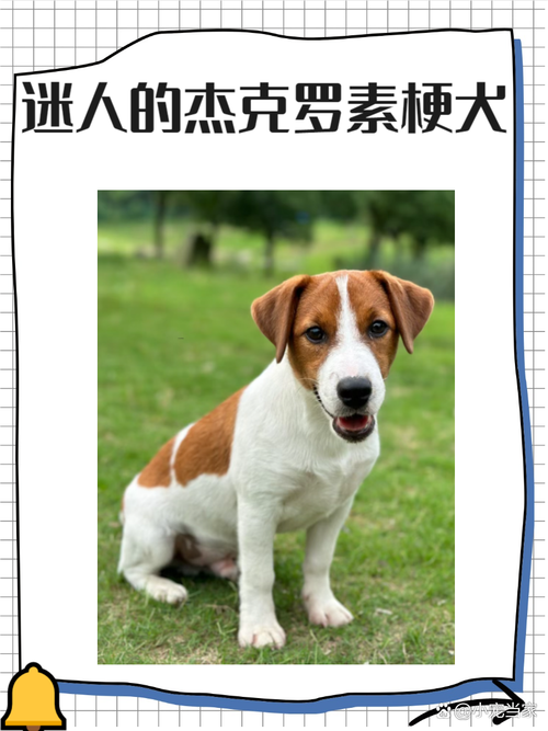 罗素梗串什么样子_混血犬的活力与忠诚 罗素梗串什么样子_混血犬的活力与忠诚