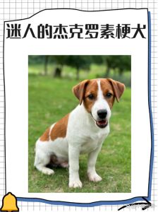 罗素梗串什么样子_混血犬的活力与忠诚
