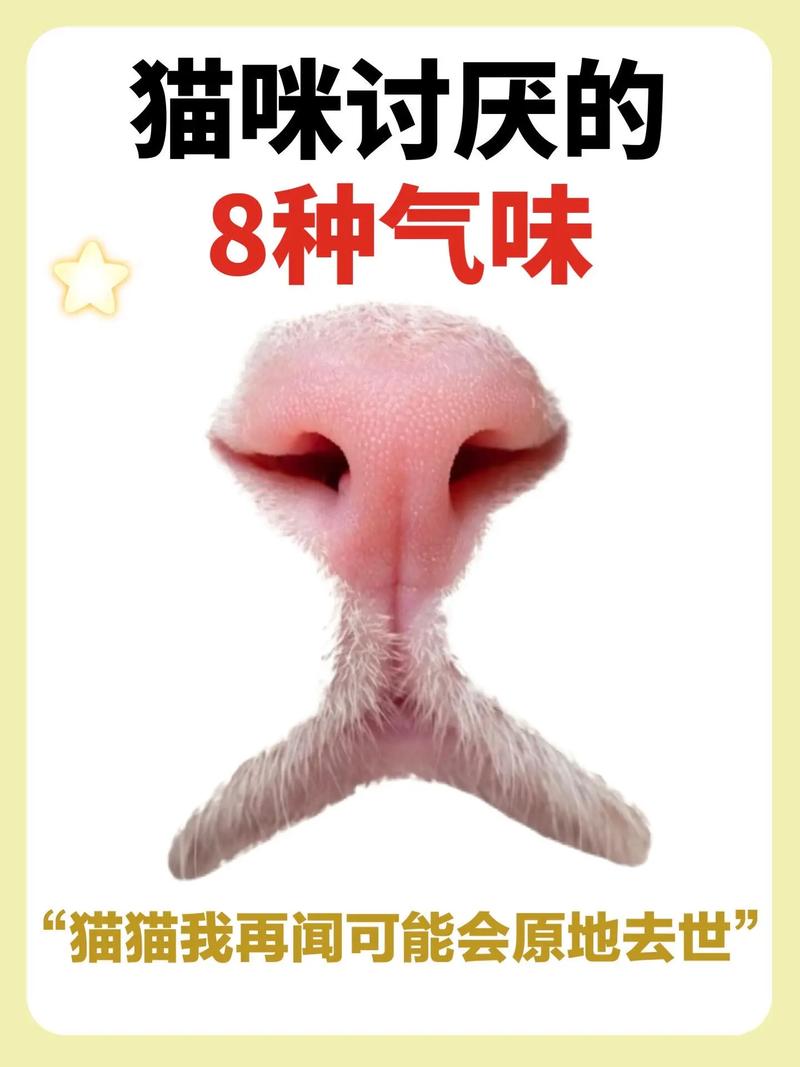 猫子最怕什么味道_猫咪讨厌的气味,主人快看! 猫子最怕什么味道_猫咪讨厌的气味,主人快看!