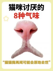 猫子最怕什么味道_猫咪讨厌的气味，主人快看！