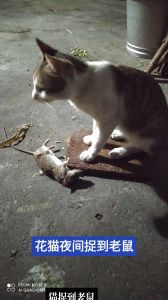 被会抓老鼠的猫抓了会怎么样_猫抓伤要当心，狂犬病猫抓病！