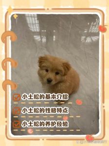 小土松犬怎么训练定点大小便_狗狗定点大小便训练技巧