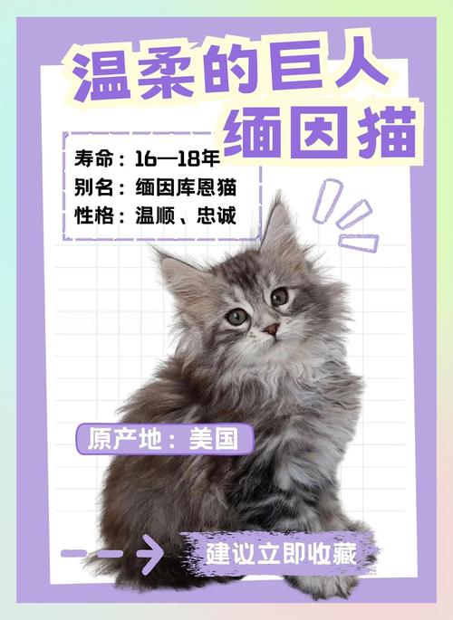 缅因猫优缺点_迷你狮子般亲人,巨型泰迪般温柔陪伴 缅因猫优缺点_迷你狮子般亲人,巨型泰迪般温柔陪伴