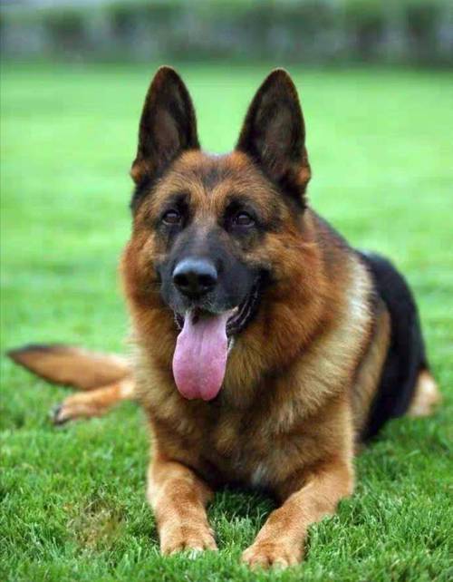 德牧在外国算大型犬_忠诚伴侣，守护者