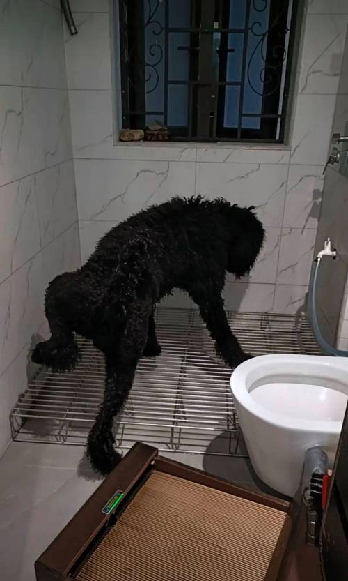 狗吓尿了是有多害怕_狗狗受惊吓尿失禁怎么办? 狗吓尿了是有多害怕_狗狗受惊吓尿失禁怎么办?