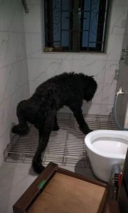 狗吓尿了是有多害怕_狗狗受惊吓尿失禁怎么办？