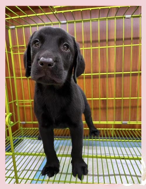 500一只拉布拉多贵吗_健康纯度更重要