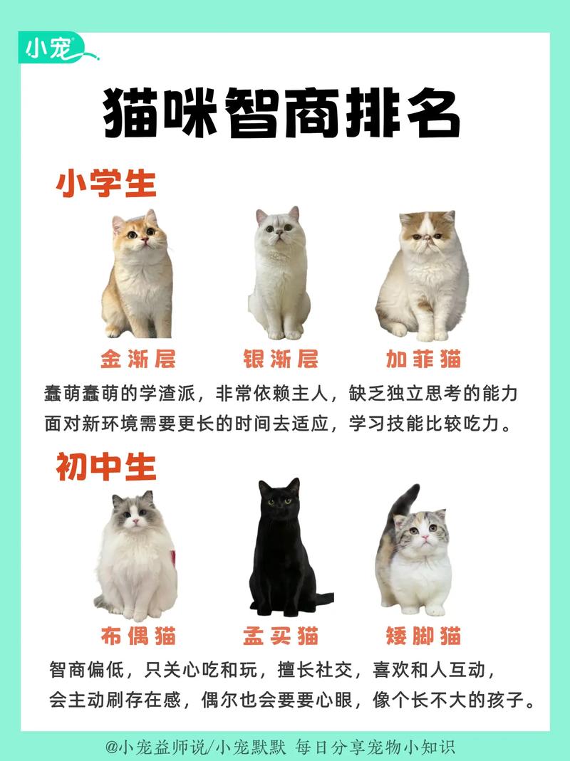 猫猫智商相当于几岁小孩_不是笨,是信任你的表现 猫猫智商相当于几岁小孩_不是笨,是信任你的表现