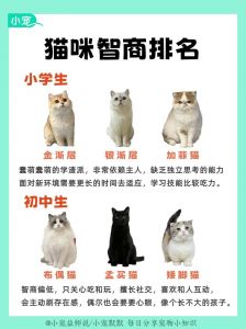 猫猫智商相当于几岁小孩_不是笨，是信任你的表现