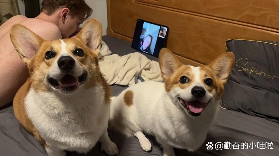 妈妈是柯基,爸爸是土狗的后代_聪明健康伴侣犬 妈妈是柯基,爸爸是土狗的后代_聪明健康伴侣犬