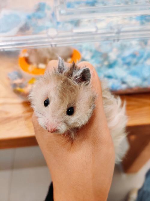 小仓鼠金丝熊图片_温顺亲人,注意独居和饮食 小仓鼠金丝熊图片_温顺亲人,注意独居和饮食