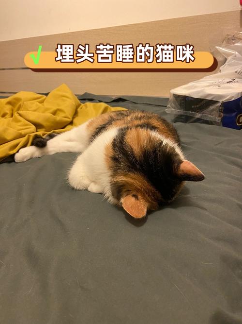 女生和猫咪睡了一觉会有什么危害_警惕!和猫同睡有风险,女性需注意 女生和猫咪睡了一觉会有什么危害_警惕!和猫同睡有风险,女性需注意