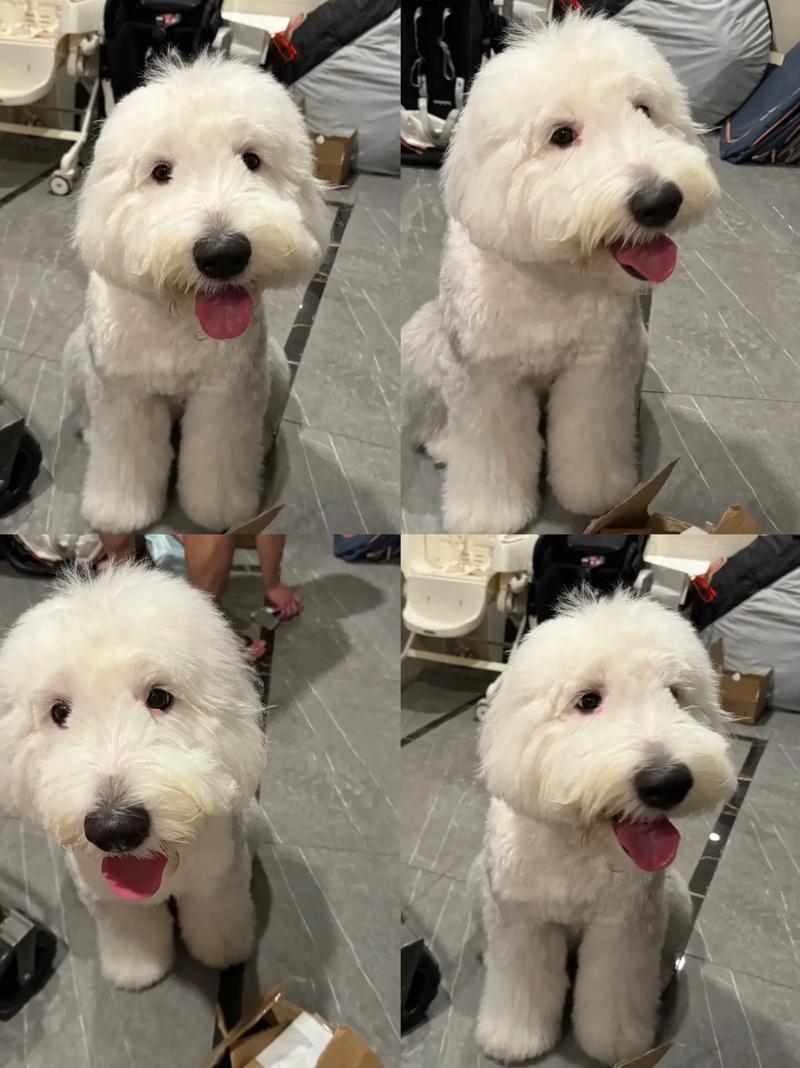 英国古牧犬智商排名_友善家庭伴侣犬,需耐心训练与日常打理 英国古牧犬智商排名_友善家庭伴侣犬,需耐心训练与日常打理