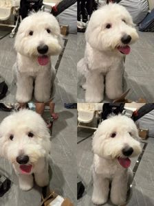 英国古牧犬智商排名_友善家庭伴侣犬，需耐心训练与日常打理