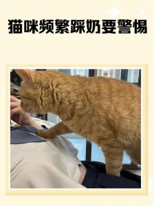 猫喜欢在主人身上踩奶_猫咪踩奶是信任爱你的本能