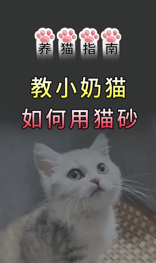 如何让猫在猫砂里拉屎_观察猫咪排便习惯,及时引导上猫砂盆 如何让猫在猫砂里拉屎_观察猫咪排便习惯,及时引导上猫砂盆