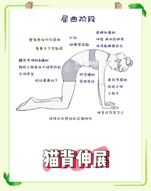 猫驼式训练_缓解久坐僵硬，灵活脊柱！