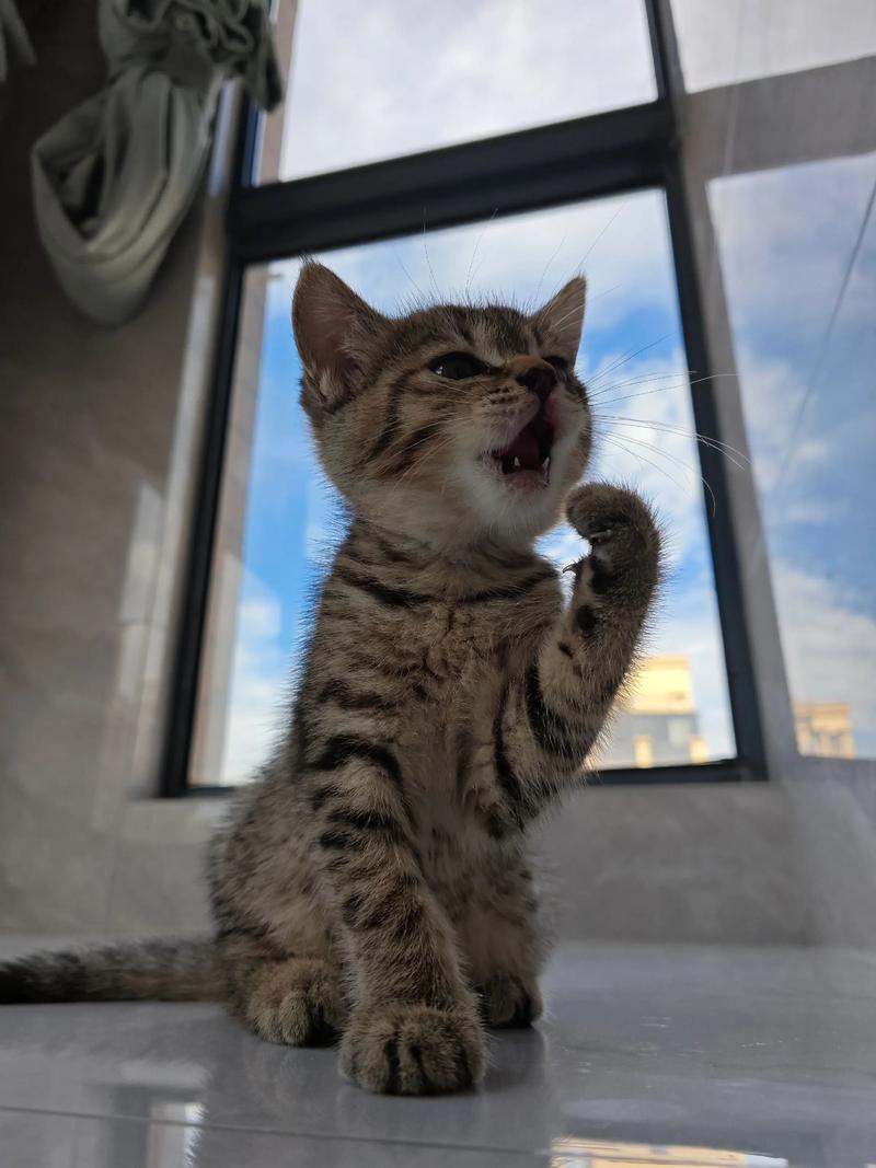 千万不要用猫洗脸_猫咪洗脸清洁胡须,主人少打扰 千万不要用猫洗脸_猫咪洗脸清洁胡须,主人少打扰