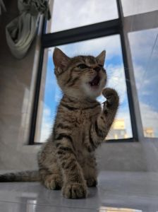 千万不要用猫洗脸_猫咪洗脸清洁胡须，主人少打扰