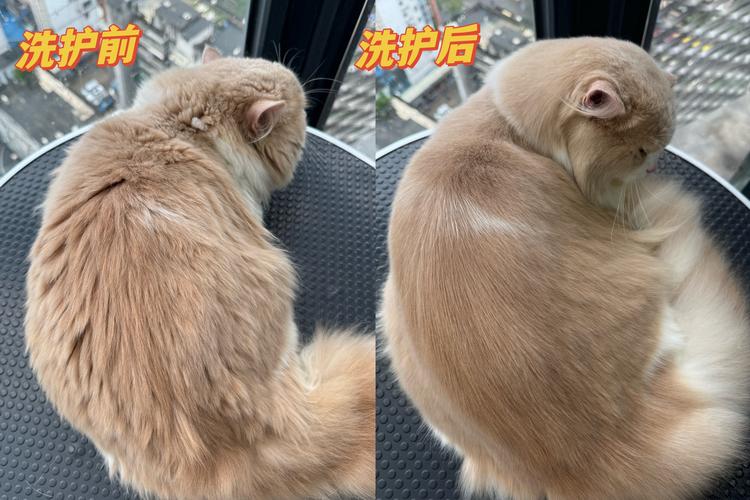 猫用口水洗脸会怎么样_清洁防臭,但要注意毛球 猫用口水洗脸会怎么样_清洁防臭,但要注意毛球