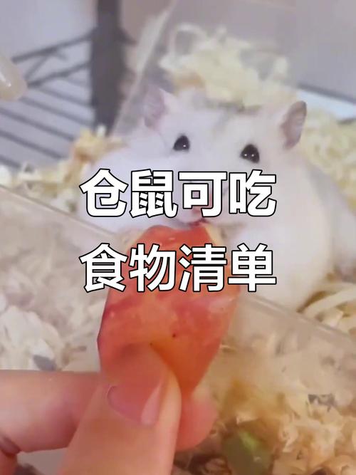 小仓鼠可以吃什么东西_饮食要点全知道 小仓鼠可以吃什么东西_饮食要点全知道