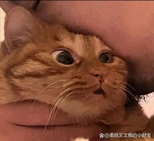 打猫后猫会恨主人吗_猫咪被打会记仇？行为是本能防御，温柔重建信任