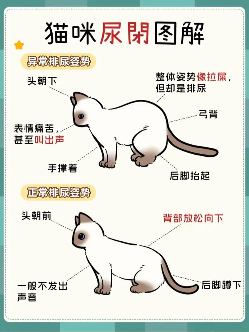 怎样防止猫咪到处拉尿_猫咪乱尿怎么办?健康环境因素要排查 怎样防止猫咪到处拉尿_猫咪乱尿怎么办?健康环境因素要排查