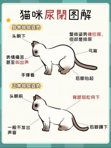怎样防止猫咪到处拉尿_猫咪乱尿怎么办？健康环境因素要排查