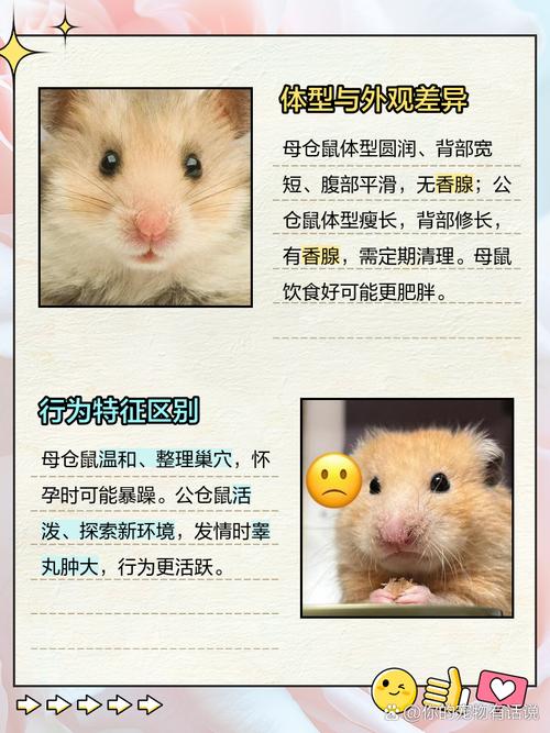 小仓鼠公母参照图_新手分辨仓鼠公母方法 小仓鼠公母参照图_新手分辨仓鼠公母方法
