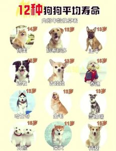 狗七年相当于多少岁_七岁狗狗像44岁，要注意营养运动！