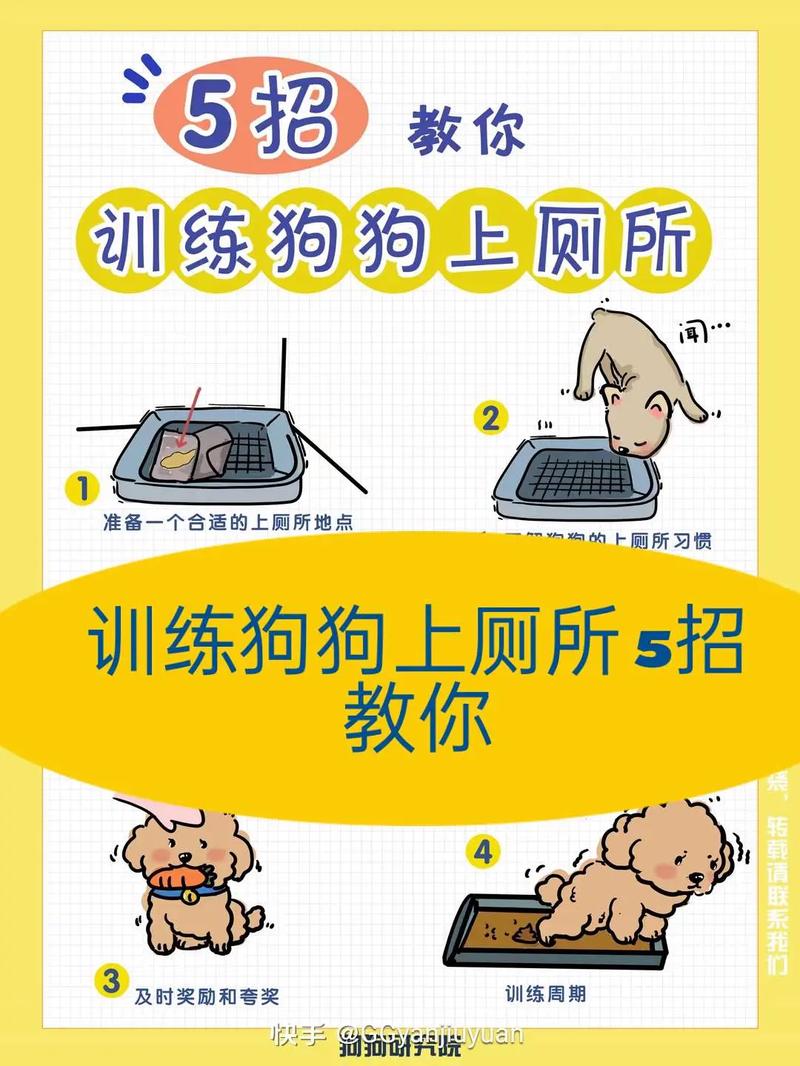 小泰迪狗怎么训练大小便_泰迪便盆选对+训练技巧,快速学会定点大小便 小泰迪狗怎么训练大小便_泰迪便盆选对+训练技巧,快速学会定点大小便