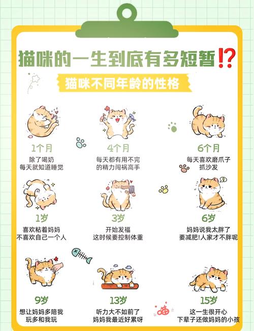 13个月的猫相当于多少岁_猫咪年龄与人类对比及各阶段喂养 13个月的猫相当于多少岁_猫咪年龄与人类对比及各阶段喂养