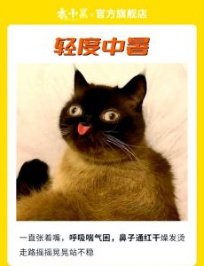 夏天猫咪怕热吗_警惕！猫咪怕热中暑，注意车中和饮食