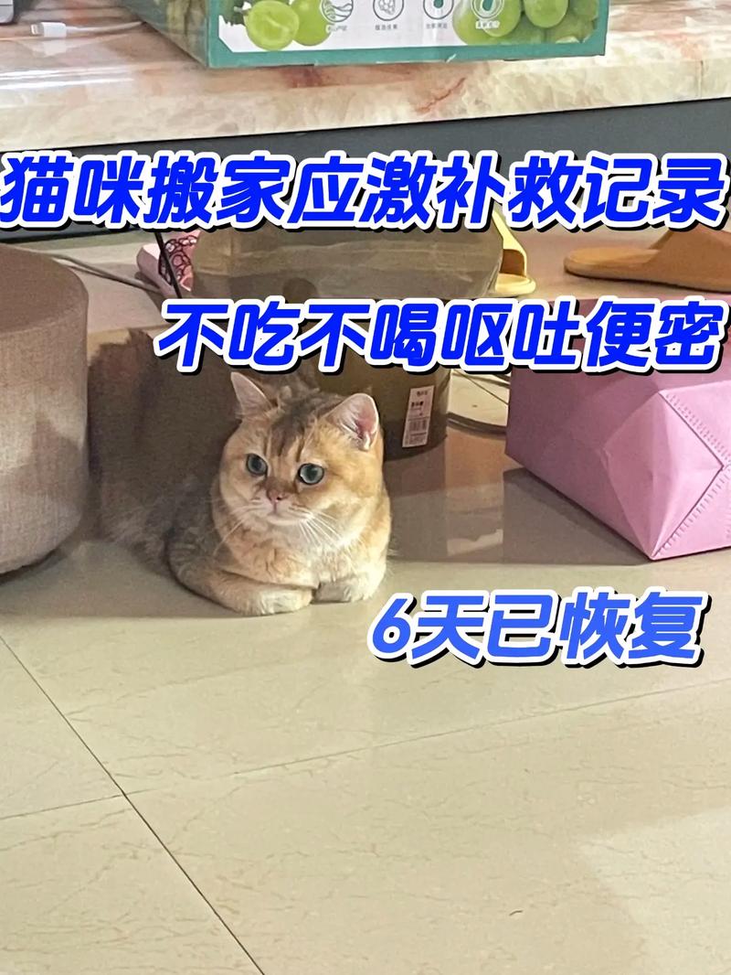 搬家后猫咪不吃不喝正常吗_搬家猫咪不吃不喝?试试麦富迪BARF鲜肉粮! 搬家后猫咪不吃不喝正常吗_搬家猫咪不吃不喝?试试麦富迪BARF鲜肉粮!