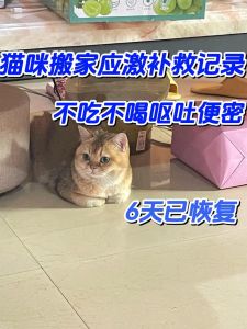 搬家后猫咪不吃不喝正常吗_搬家猫咪不吃不喝？试试麦富迪BARF鲜肉粮！